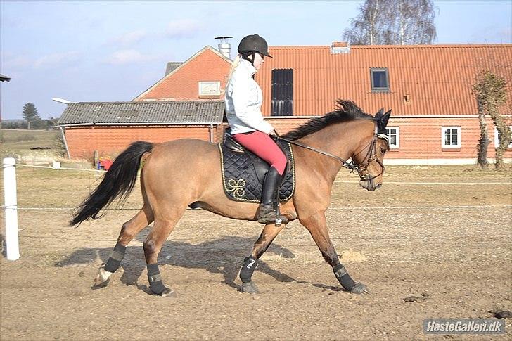 Anden særlig race SCT. Hans Solgt savnet <3 - dressuren er der også :D *MND-PHOTO* billede 7