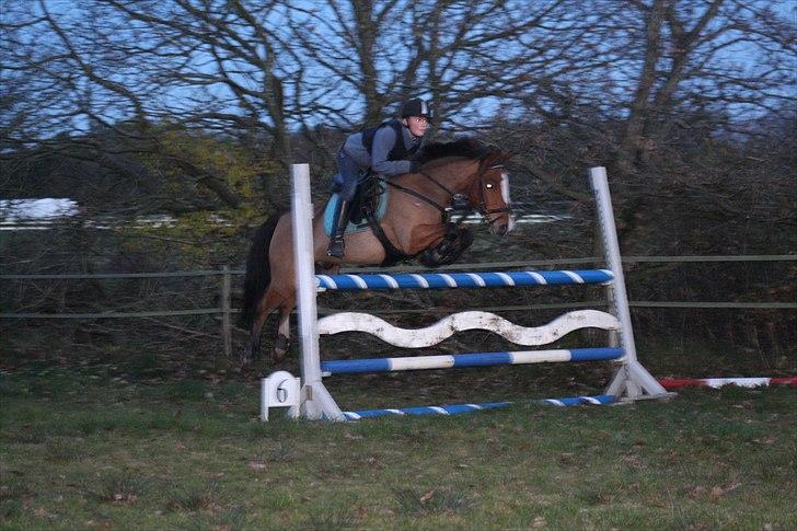 Anden særlig race SCT. Hans Solgt savnet <3 - hop op og afsted 
spring: 120-125cm billede 9