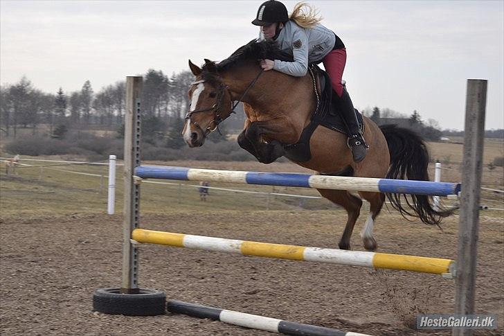 Anden særlig race SCT. Hans Solgt savnet <3 - Sidste dag :') springer lige sin ejen højde <33 og ja han kom helt over <33 billede 10