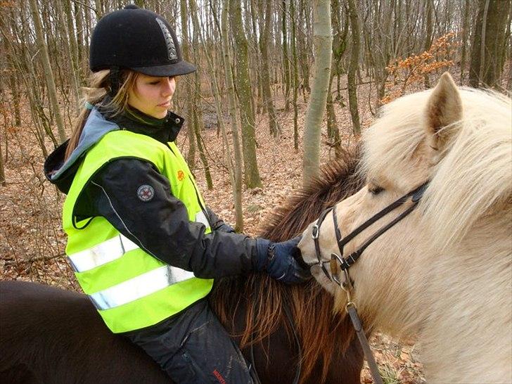 Islænder Perla fra Bagterp - Jeg rider på Perla, så man kan ikke rigtig se hende. billede 9