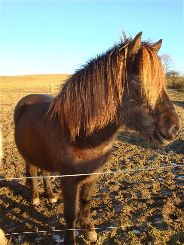 Islænder Perla fra Bagterp billede 11