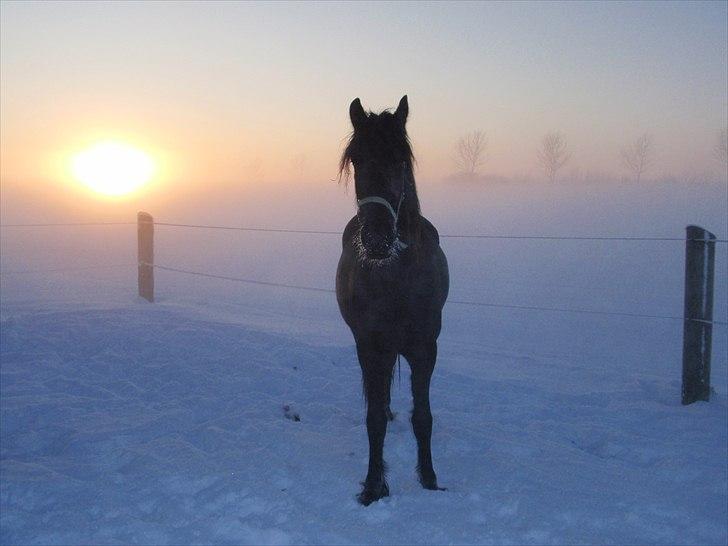 Frieser Nooitgedacht - Frida - Smuk solnedgang - smuk hest  billede 19