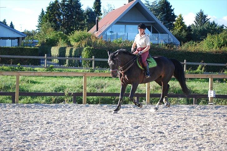 Dansk Varmblod Zenta - Mor og Zenta:D billede 10