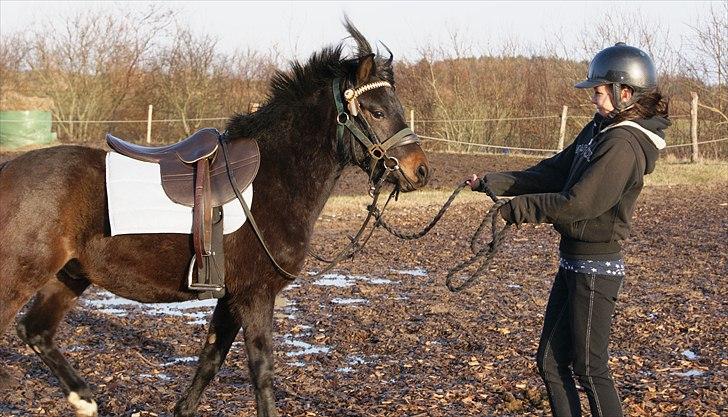 DSP Ågård's Bambino billede 16