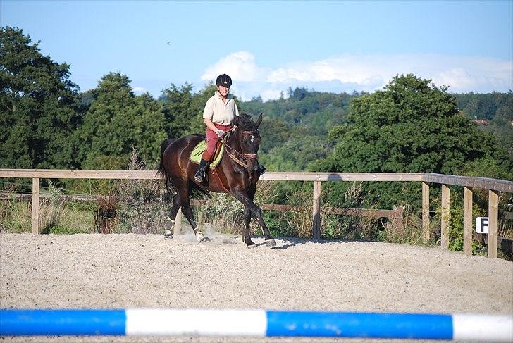 Dansk Varmblod Zenta - Galop Galop :D billede 11