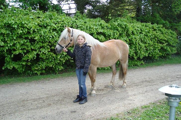 Haflinger Ginger. min gamle låne pony billede 7