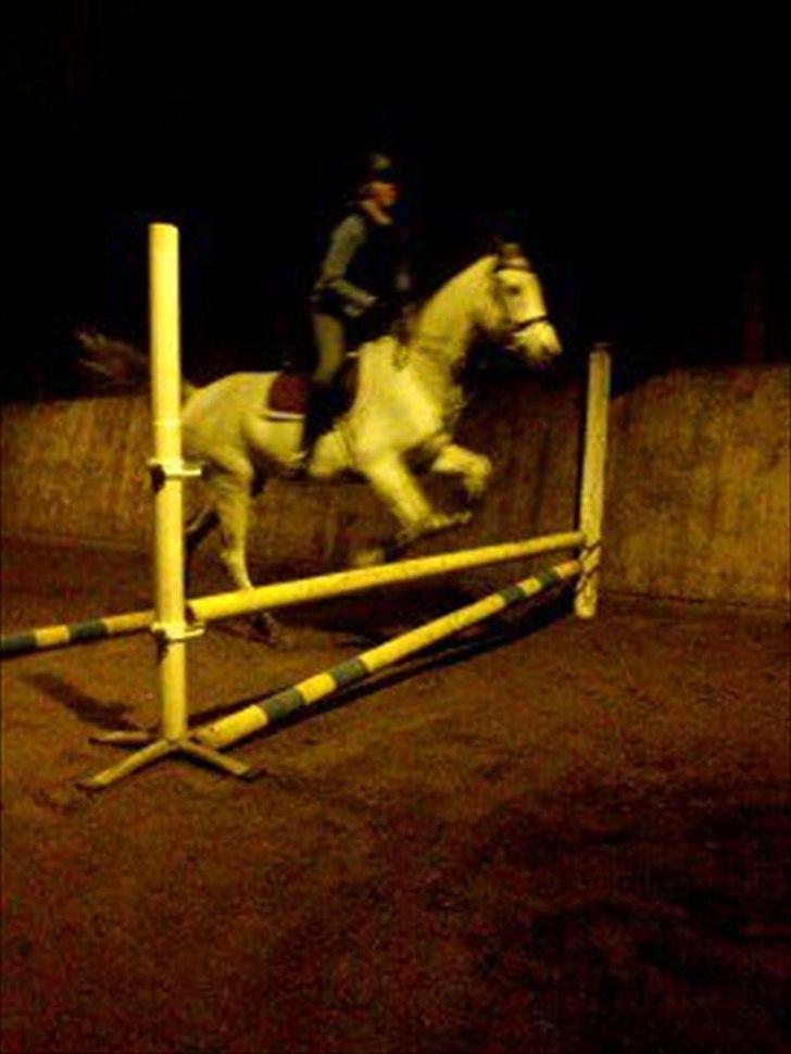 Arabisk fuldblod (OX) IS Anushka OX billede 3