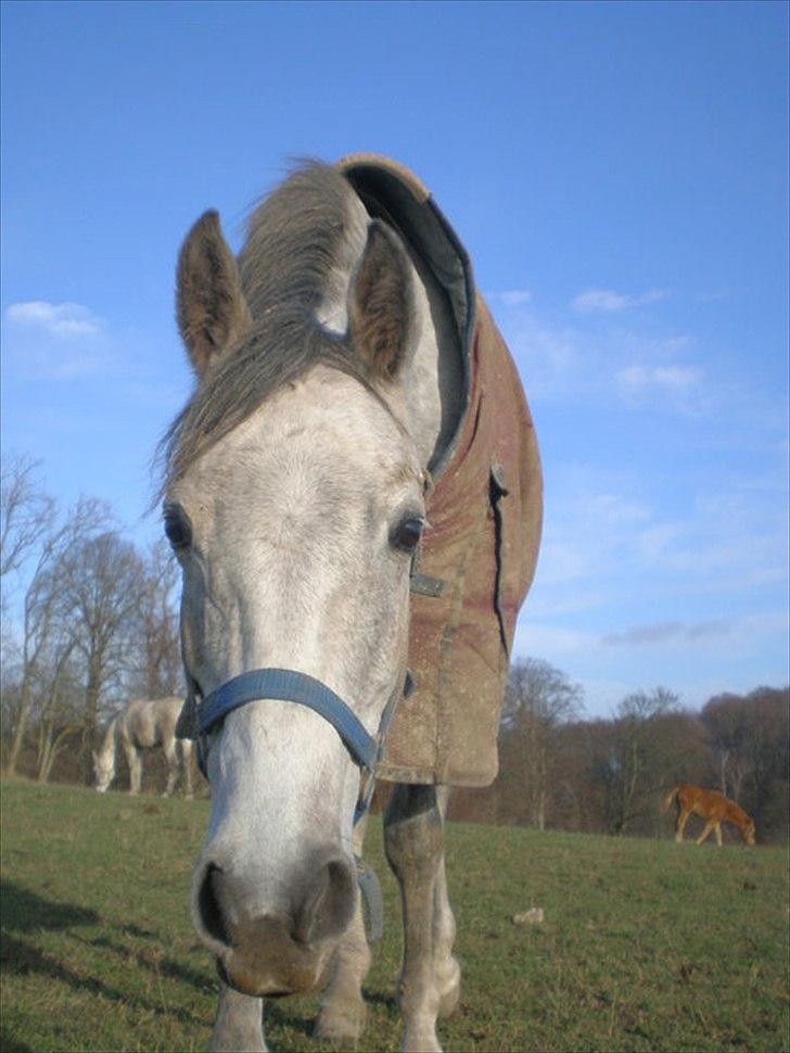 Arabisk fuldblod (OX) IS Anushka OX - Nysgerrige Nushka d: <3 billede 6