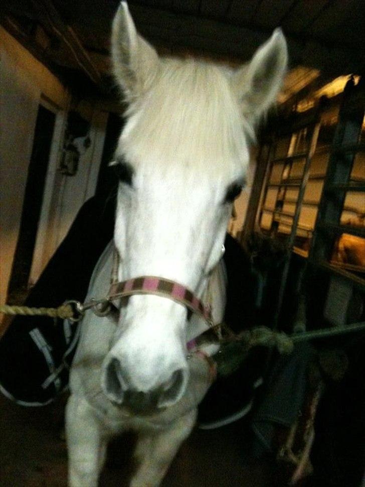 Anden særlig race Amidas - <3 billede 3