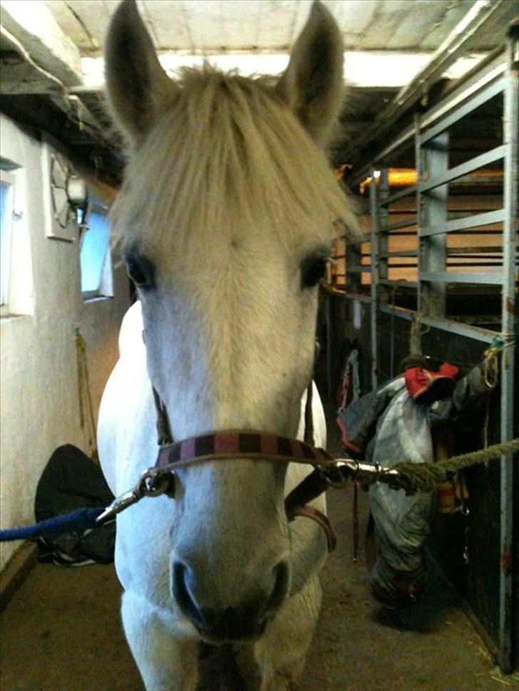 Anden særlig race Amidas billede 4