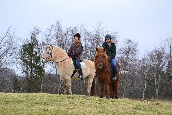 Fjordhest Ellegaards Torkild billede 20