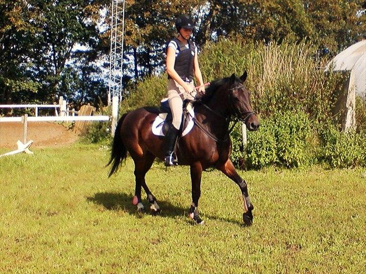 DSP Buegårds Saturn Solgt :'( - you are simply the best :/♥ billede 18