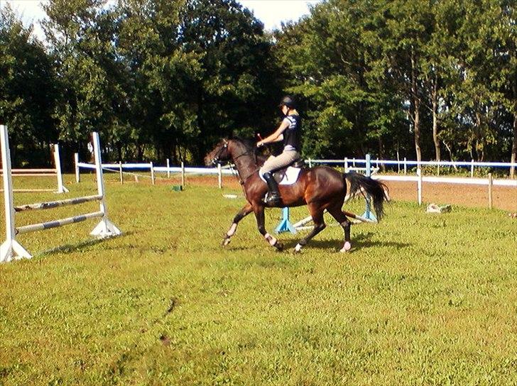 DSP Buegårds Saturn Solgt :'( - you are simply the best :/♥ billede 19