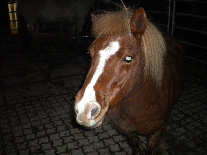 Shetlænder Cornelius. *Søsters* billede 9