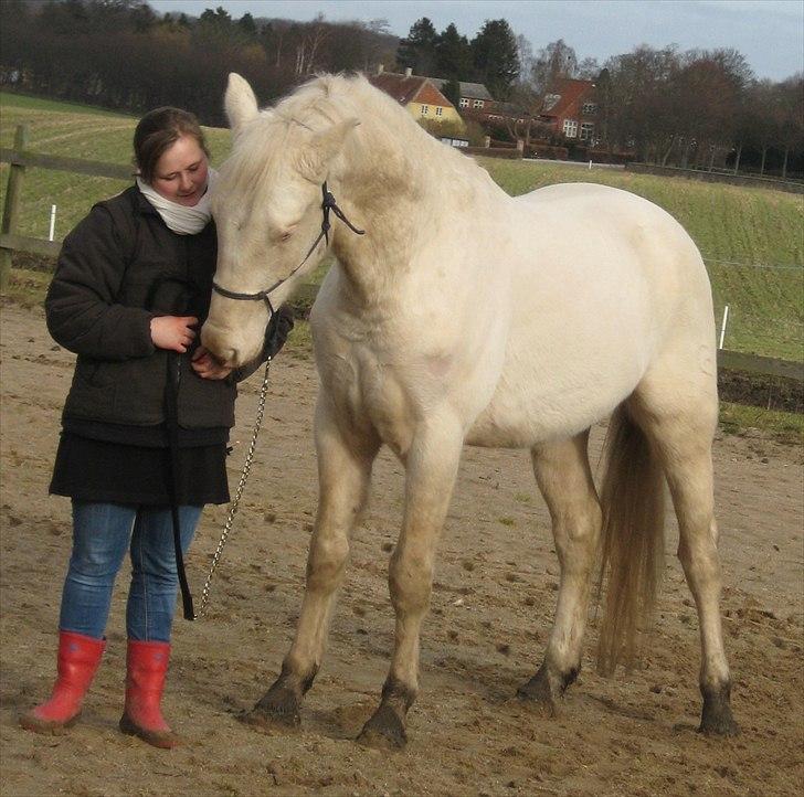 Palomino SOLGT  Martini Blanc billede 19