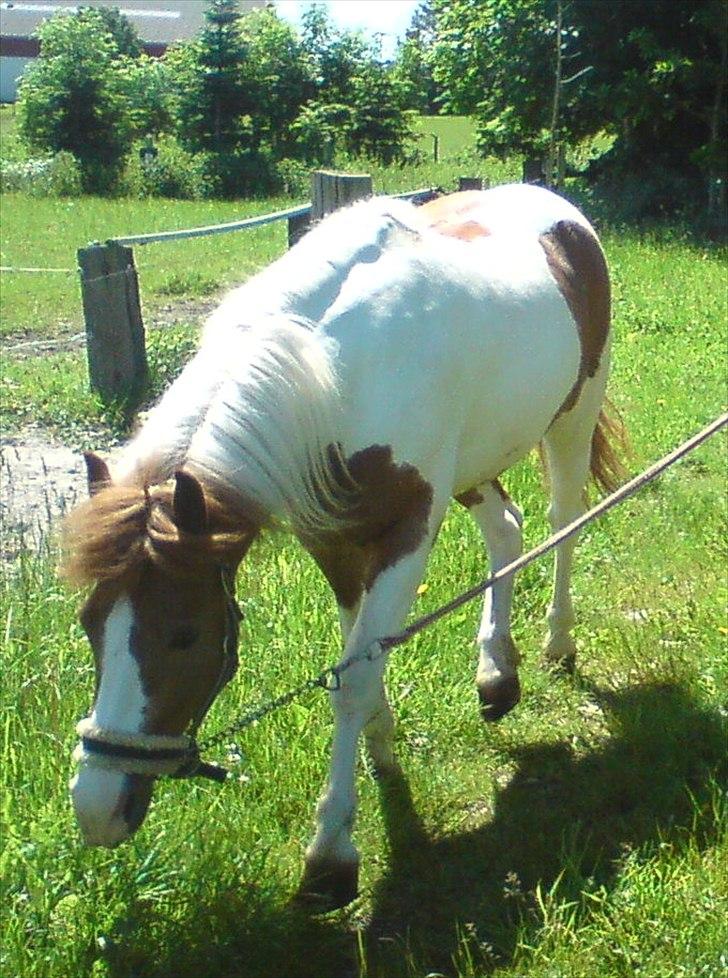 Pinto Araber Følle bølle R.I.P billede 12