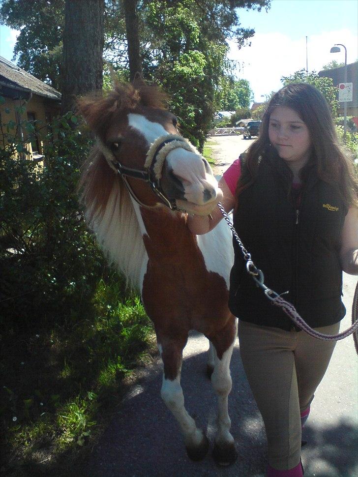 Pinto Araber Følle bølle R.I.P billede 13