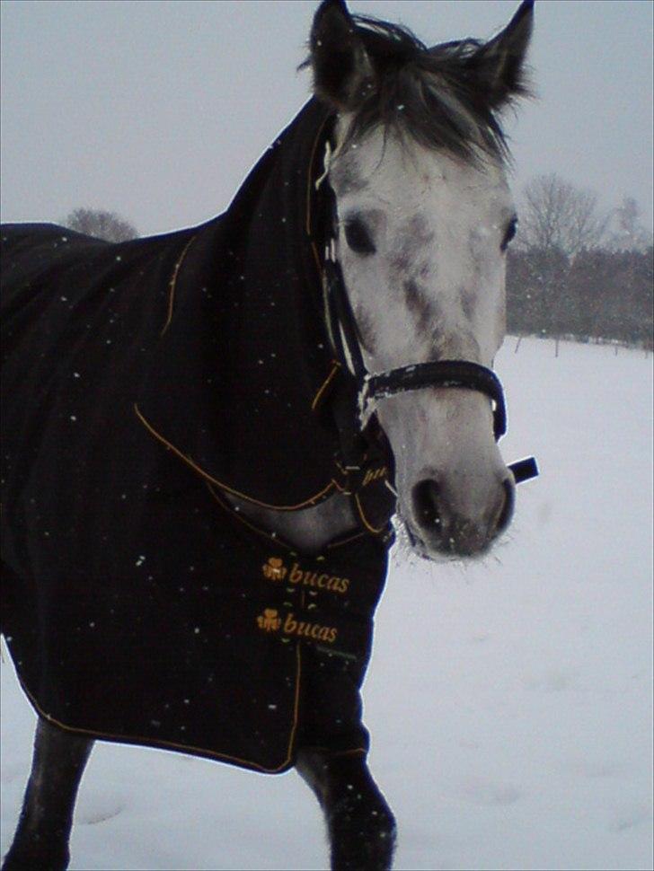 Dansk Varmblod Solkrons Camary - Vinteren 2010 billede 8