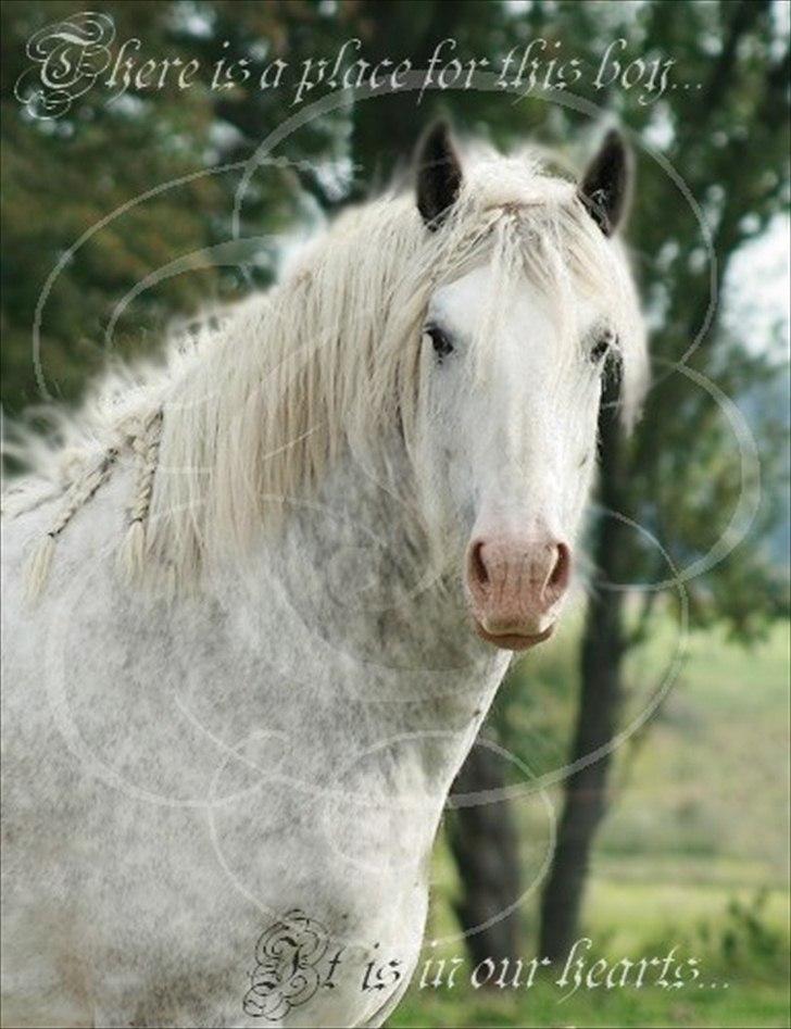 Shire Shiregårdens Gimli - 4 år billede 2