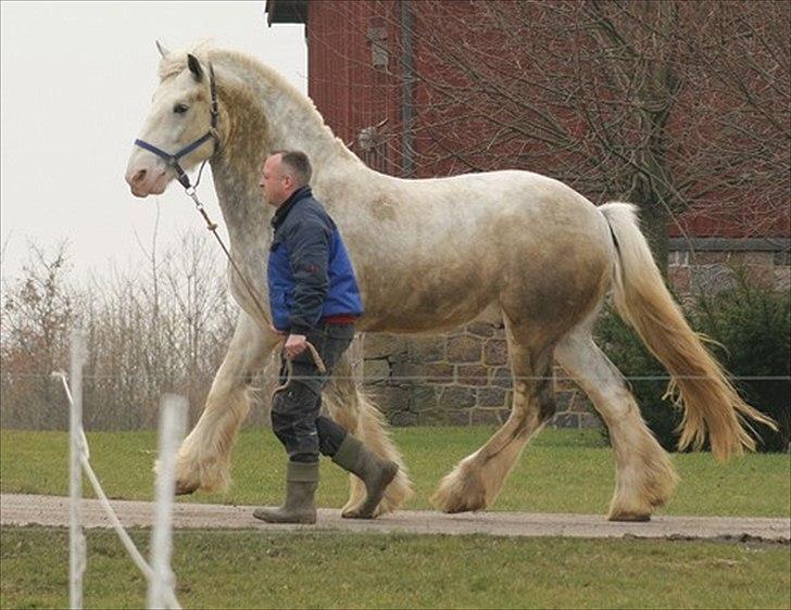 Shire Shiregårdens Gimli - Gimli 5 år billede 3