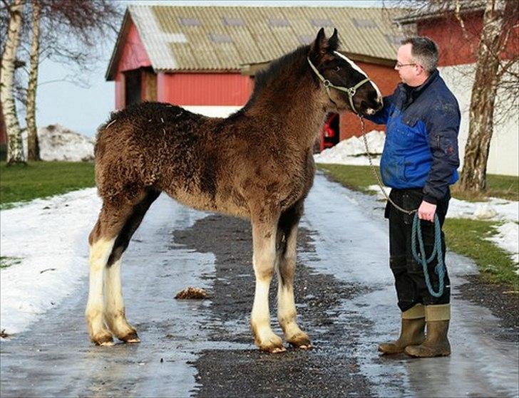 Shire Late Princess Luna - 3 måneder billede 1