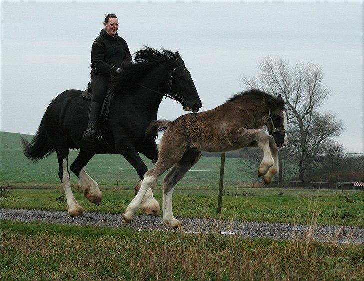 Shire Late Princess Luna - sammen med mor billede 2