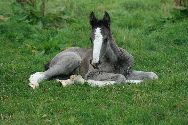 Shire Late Princess Luna - 1 dag billede 5