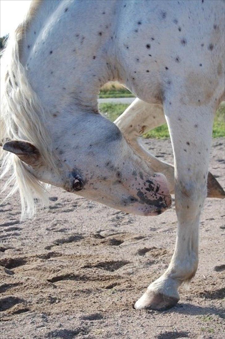 Knabstrupper Isidor Phillip<33 *onkel*<3 [Moars tidl. lånehest] - Isidor nejer!:D billede 1