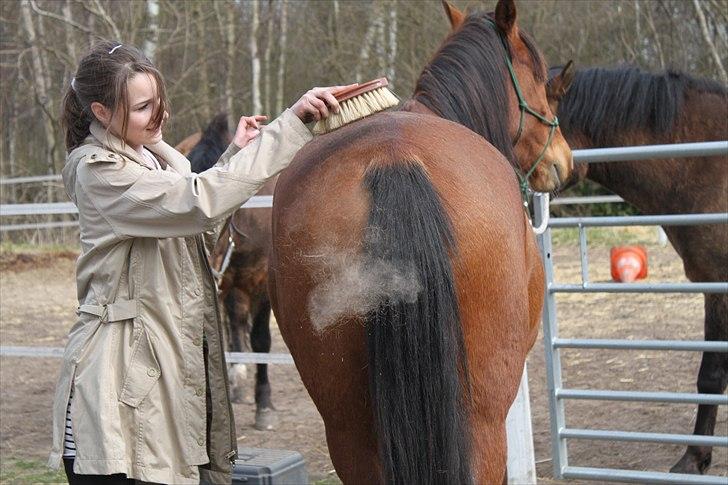 DSP Stidsbjerg's Lupann min<3 - He he han er overhoved ikke beskidt ;) Foto: Thea billede 11