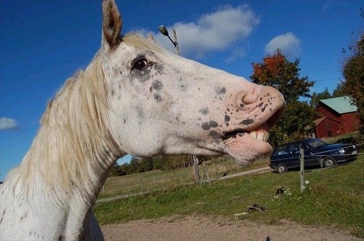 Knabstrupper Isidor Phillip<33 *onkel*<3 [Moars tidl. lånehest] - Griner på komando.. :-) billede 4