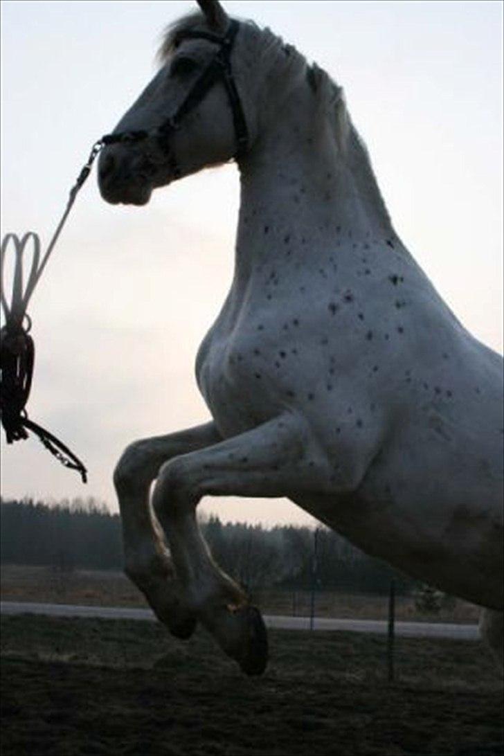 Knabstrupper Isidor Phillip<33 *onkel*<3 [Moars tidl. lånehest] - smukke isidor!  billede 6