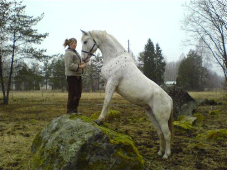 Knabstrupper Isidor Phillip<33 *onkel*<3 [Moars tidl. lånehest] - Karina og Isidor står på sten.:p billede 7