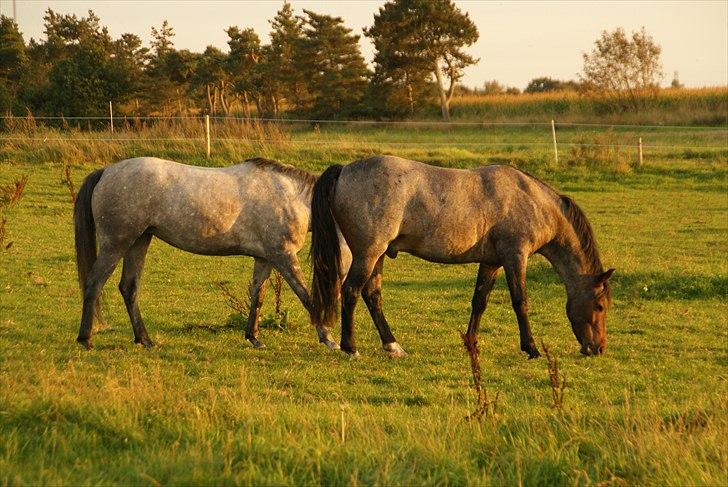 DSP Stidsbjergs Triton - En dejlig sommerdag, hestene græsser fredligt billede 18