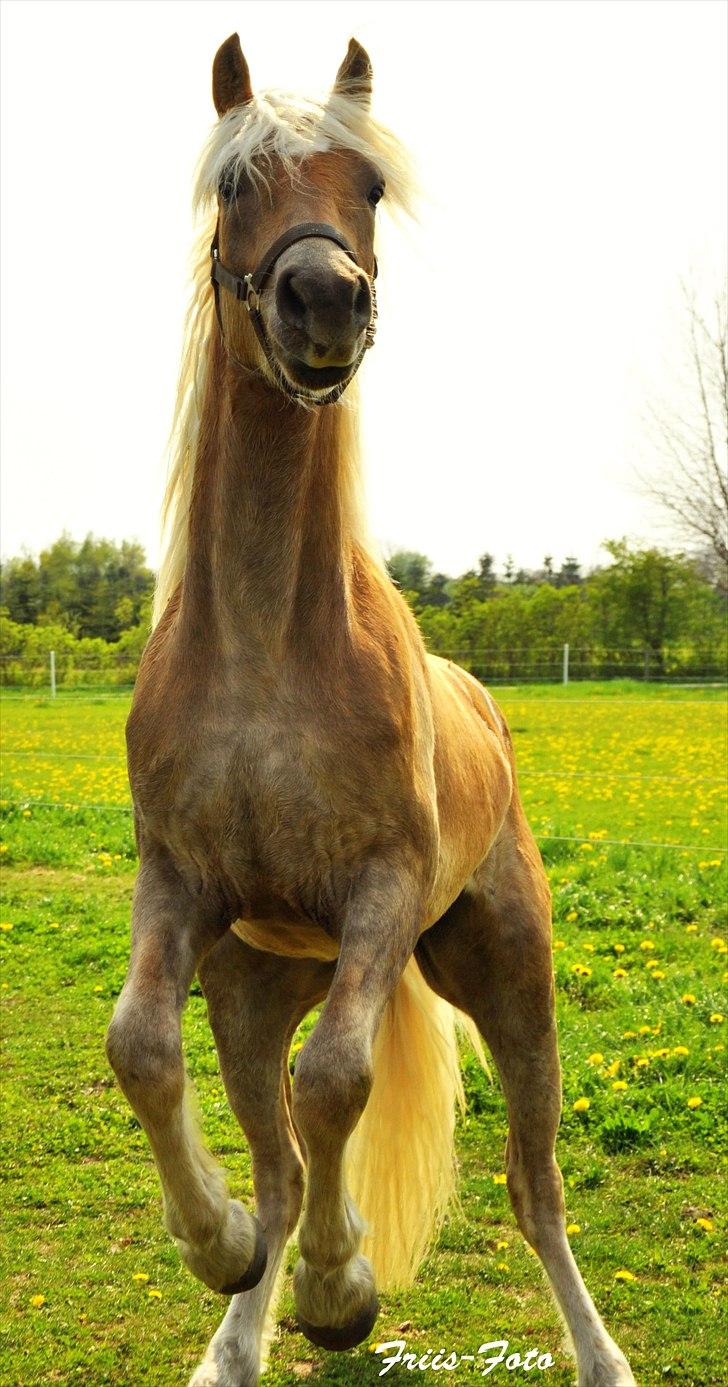 Haflinger Eskedalens Akinos - NYT - 28-04-11 billede 8