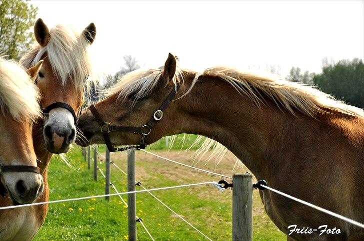 Haflinger Eskedalens Akinos - NYT - 28-04-11 billede 9