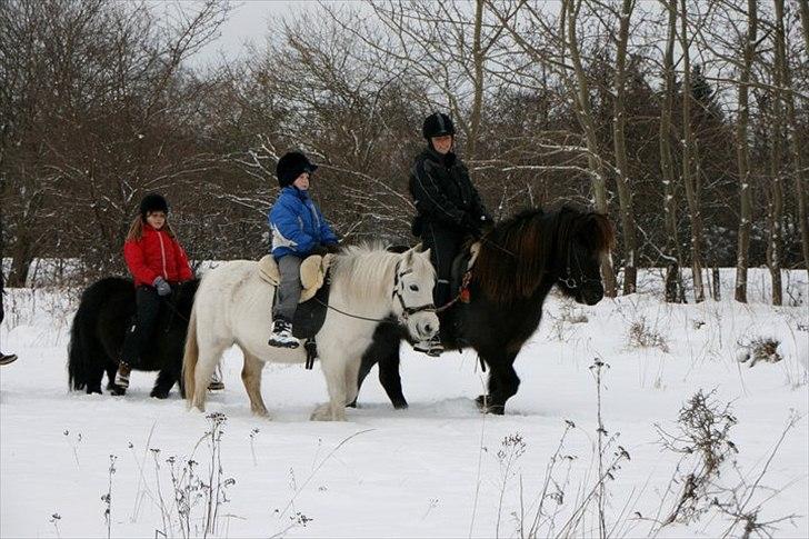 Anden særlig race Sif - Nuurh Sif er blevet håndhest :D Det er Majas søn Lukas der rider hende og Maja der trækker dem. I bagrunden rider Nikoline på Frisko. OBS: Det er ikke mit billede men jeg har fået lov til at bruge det! billede 20