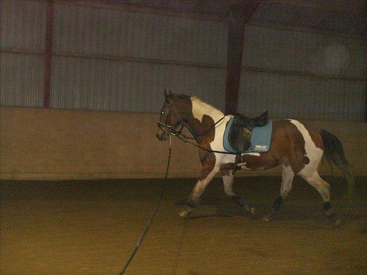 Pinto Højvang´s ikaros billede 4