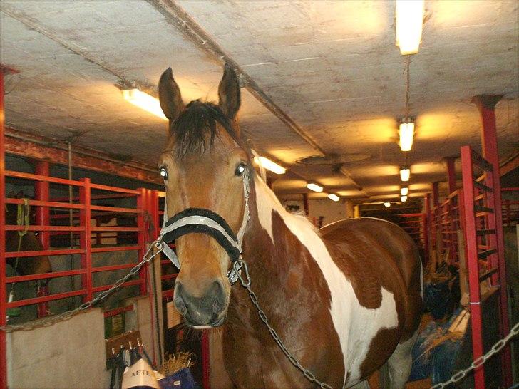 Pinto Højvang´s ikaros billede 6