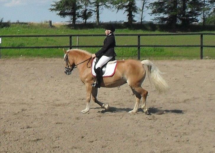 Haflinger Wantih **SOLGT** billede 20