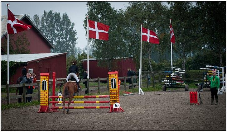 Hollandsk Sportspony Comm'S Forest Robinia - I kongelunde  billede 9