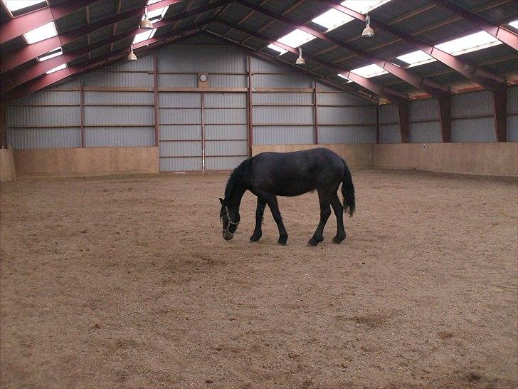 Anden særlig race Mox Diamond *solgt* billede 13