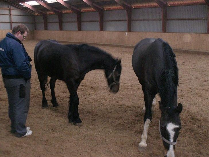 Anden særlig race Mox Diamond *solgt* billede 14