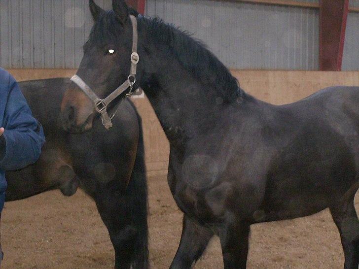 Anden særlig race Mox Diamond *solgt* billede 15