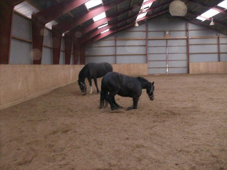 Anden særlig race Mox Diamond *solgt* billede 16