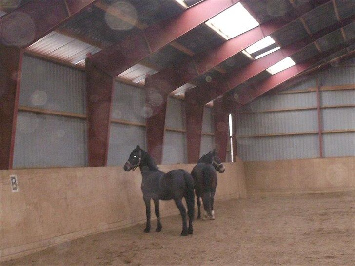 Anden særlig race Mox Diamond *solgt* billede 17