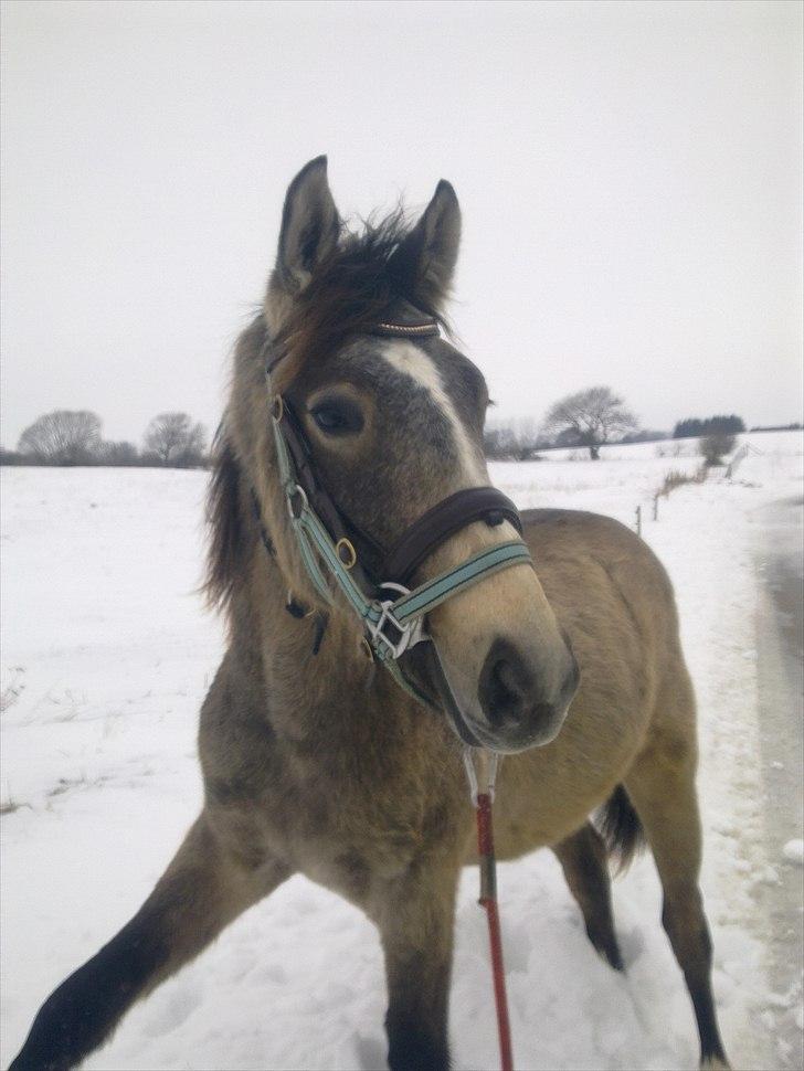 Palomino Bryggergårdens Armani - Ca. 19 mdr, på gåtur ud i den store verden billede 13