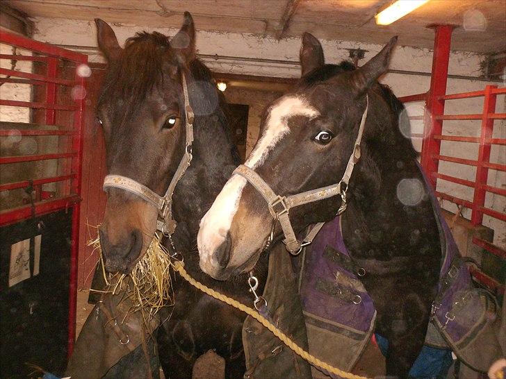 Anden særlig race Mox Diamond *solgt* billede 19