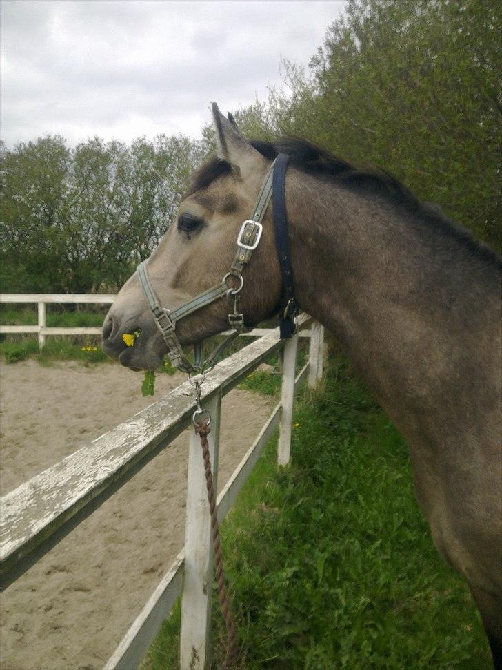 Palomino Bryggergårdens Armani - 1 år og 9 mdr. billede 14