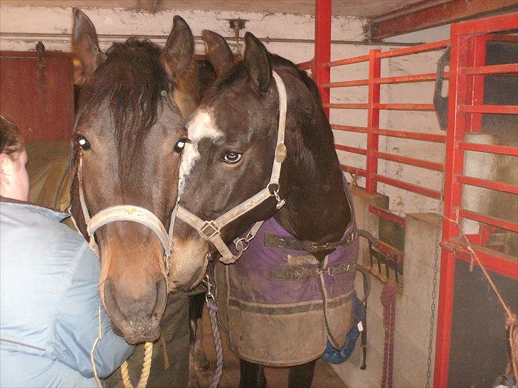 Anden særlig race Mox Diamond *solgt* billede 20