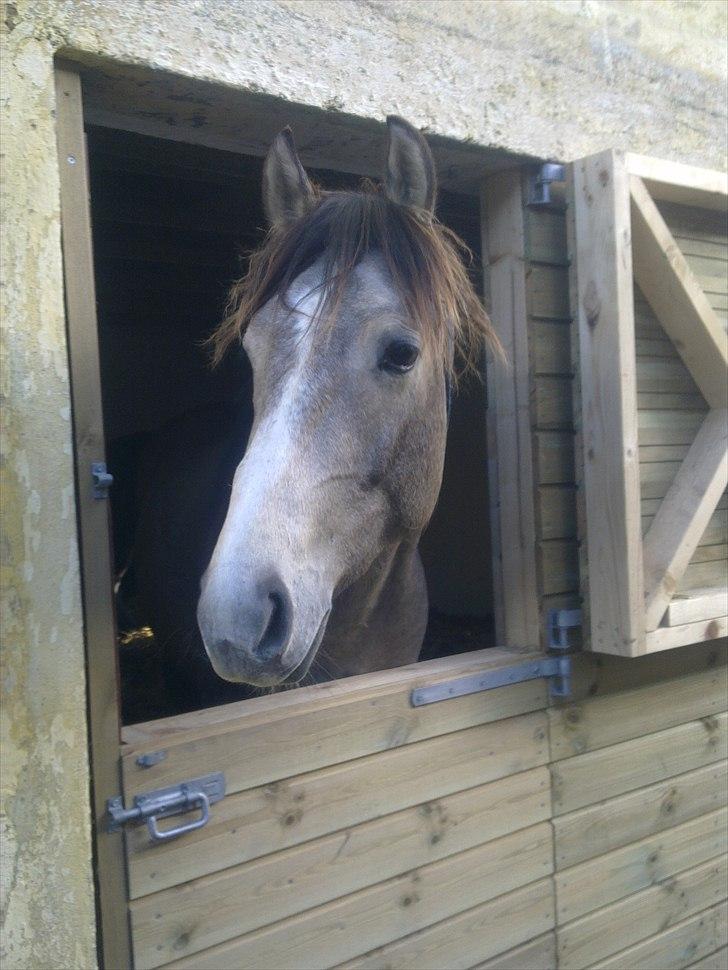 Palomino Bryggergårdens Armani - 2 år og 4 mdr. billede 16